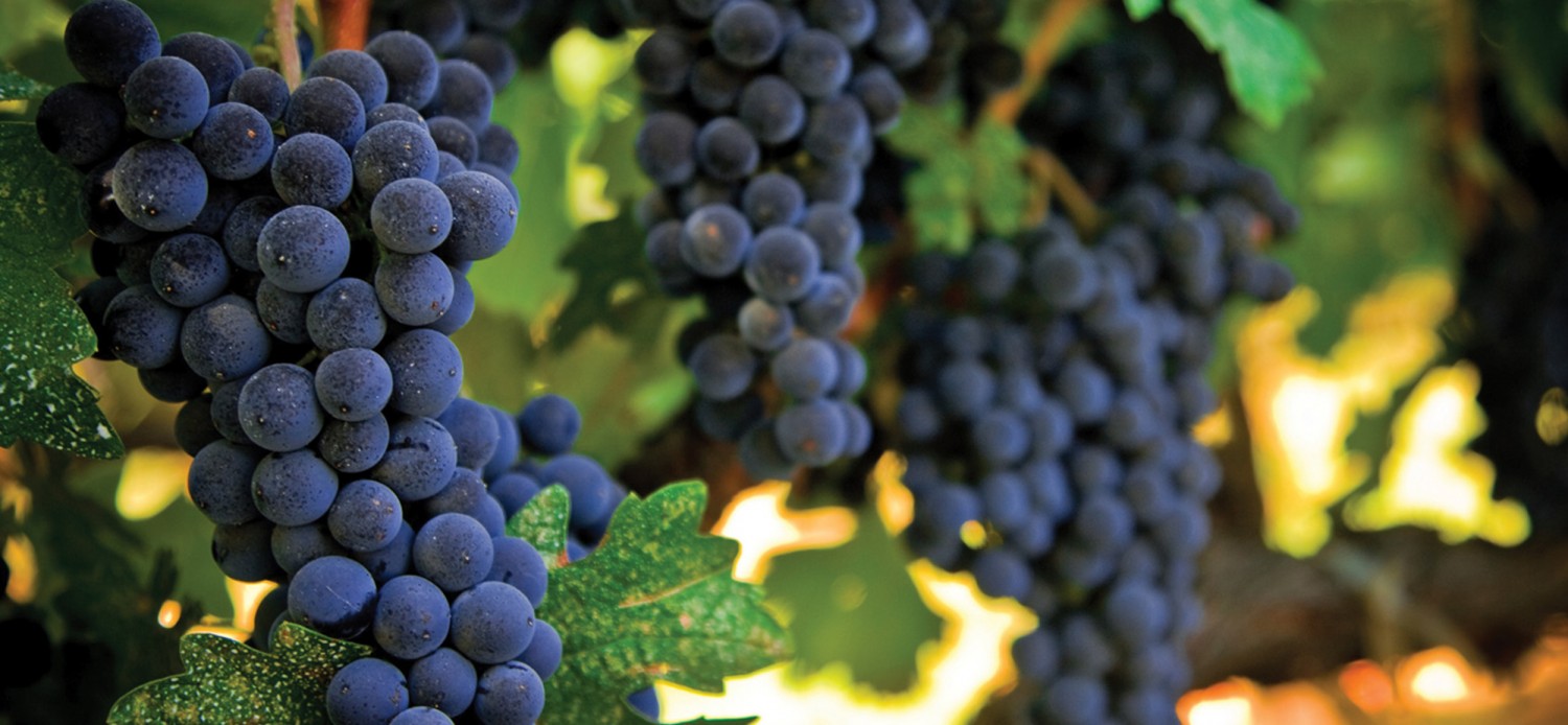 Tucker Hill Vineyards Northwest Vineyard producing Iowa Wines