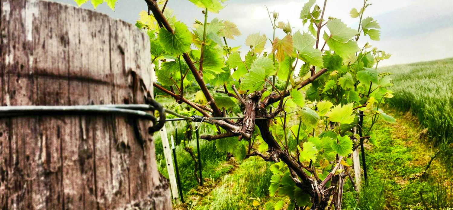 Tucker Hill Vineyards Northwest Vineyard producing Iowa Wines